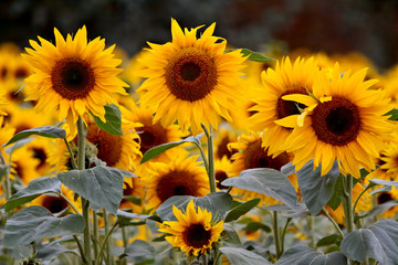  A field of sunflowers with tall flowers in front