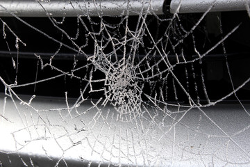 Spiderweb covered in water droplets early in the morning.