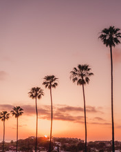 Encinitas, California Palm Trees At Sunset