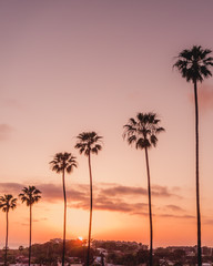 Encinitas, California palm trees at sunset