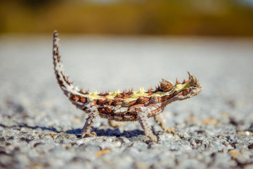thorny devil lizard