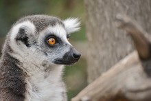 A Ring-tailed Lemur In The Zoo