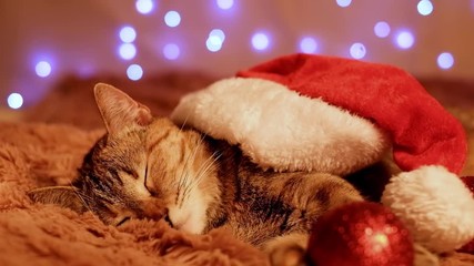 Wall Mural - Christmas ginger cat in Santa hat sleeping on soft plaid on background of led light garland at home.