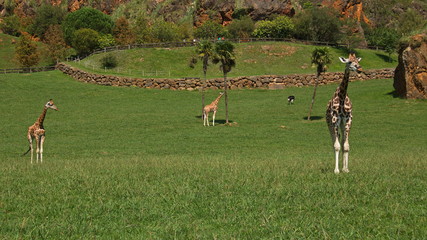 Giraffes in nature park Cabarceno near Santander,province Pas-Miera in Spain