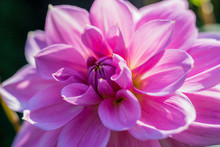 Closeup Of Pink Flower