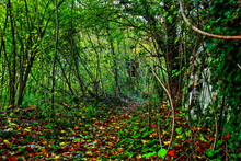Beautiful Path During Autumn Inside A Forest Give A Lot Of Colours