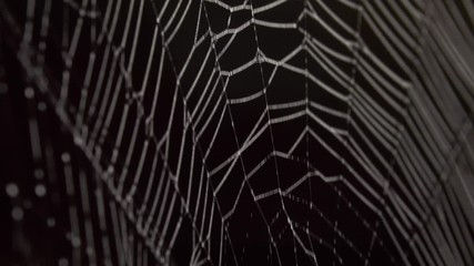 spider in the middle of the spider web, in a rainy and foggy morning