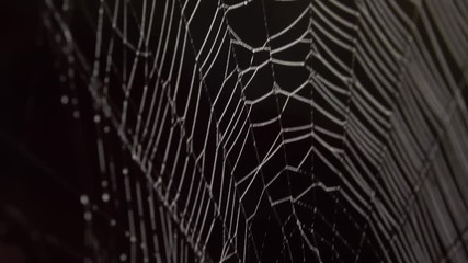 Spider in the middle of the spider web, in a rainy and foggy morning