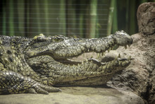 Large Crocodile Lies In The Terrarium