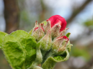 Sticker - bud of poppy