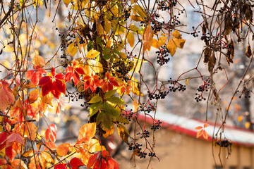 Wall Mural - Fairytale autumn season color scene. Climbing plant Virginia creeper wild grape tree branch with red yellow brown leaves. Shallow depth of field