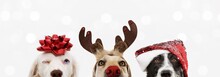 Banner Close-up Hide Three Dogs Pet Celebrating Christmas Wearing A Reindeer Antlers Diadem, Santa Hat And Red Ribbon. Isolated On White Or Gray Background.