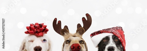 Fotomural banner close-up hide three dogs pet celebrating christmas wearing a reindeer antlers diadem, santa hat and red ribbon