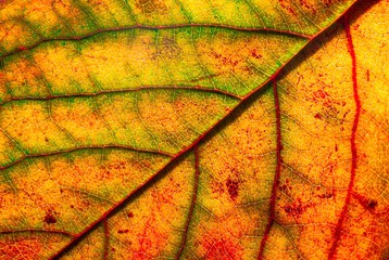 Macro close up leaf autumn color texture art form abstract