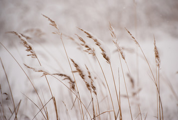 Naklejka na meble grass in the wind