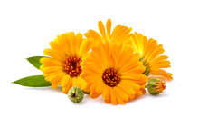 Calendula. Flowers With Leaves Isolated On White Background.