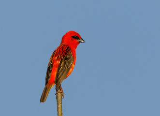 Madagascar bird red fody, wildlife