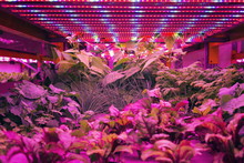 Various Herbs And Vegetables Grow Under Special LED Lights Belts In Aquaponics System Combining Fish Aquaculture With Hydroponics, Cultivating Plants In Water Under Artificial Lighting, Organic Food C