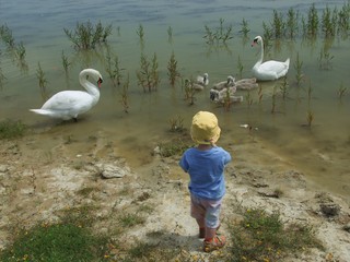 Wall Mural - swan