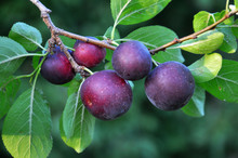 On The Branch Ripen Berries Of Plums (Prunus Cerasifera).