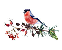 Winter Composition With Bullfinch, Pine Cone And Branches Of Forest Plants And Trees: Pine Tree, Rowan, Alder And Rose Hip. Cozy Clip Art With Atmosphere Of Winter Forest.