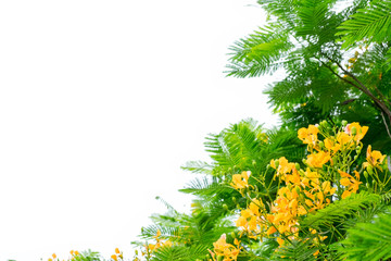 Wall Mural - Barbados pride is fresh and medicinal flower on white background.