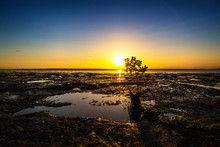 Sunset At The Coast At Low Tide, Mangrove Silt With Muddy Ground, Zanzibar