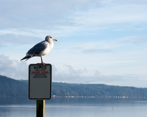 Wall Mural - Cloudy morning on Hood Canal with birds and a Marina