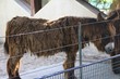 Baudet du Poitou dans son enclos au zoo