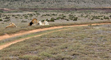 the wild animals of South Africa