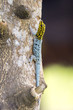 Gecko with yellow head (Lygodactylus picturatus) climbs a trunk, Zanzibar