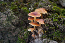 Edible Mushroom Flammulina Velutipes In The Floodplain Forest. Known As Enoki, Enokitake, Futu, Seafood, Winter Mushroom, Velvet Foot, Velvet Stem Or Velvet Shank. Orange Wild Mushrooms On The Wood. 
