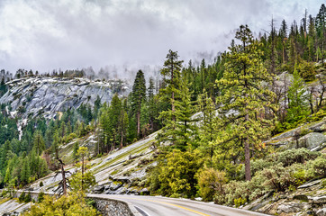 Wall Mural - Wawona Road in Yosemite National Park, California