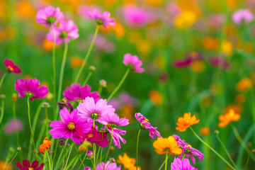 Beautiful pink cosmos flowers blooming in the garden on nature background
