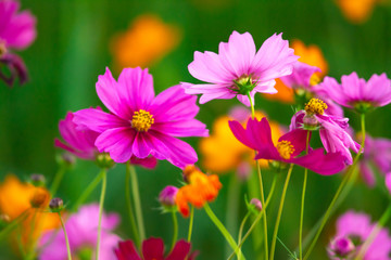 Wall Mural - Beautiful pink cosmos flowers blooming in the garden on nature background