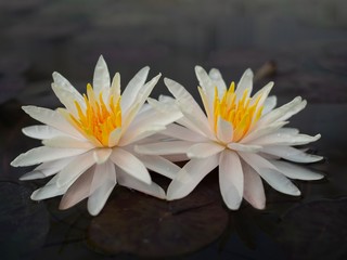 2 yellow and white lotus flowers, black background