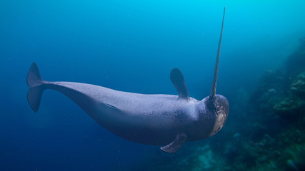 Wall Mural - Narwhal, Monodon monoceros swimming in the ocean