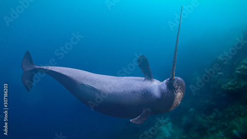 Photographie Narwhal, Monodon monoceros swimming in the ocean