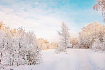  Winter Christmas picturesque background with copy space. Snowy landscape with trees covered with snow, outdoors