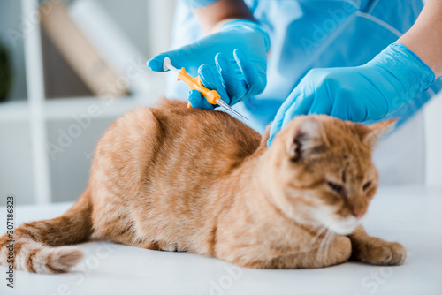 partial view of veterinarian doing implantation of identification microchip to red tabby cat © LIGHTFIELD STUDIOS