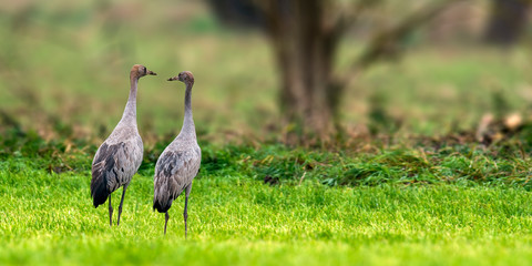 Cranes on green winter meadow