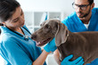selective focus of veterinarian assisting colleague while examining weimaraner dog