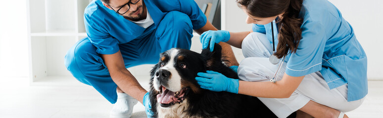 Wall Mural - panoramic shot of two young veterinarians examining bernese mountain dog lying on floor