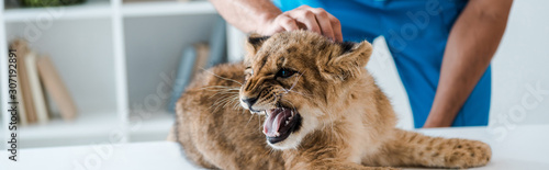 cropped view of veterinarian examining lion cub growling on table, panoramic sho Tableau sur Toile