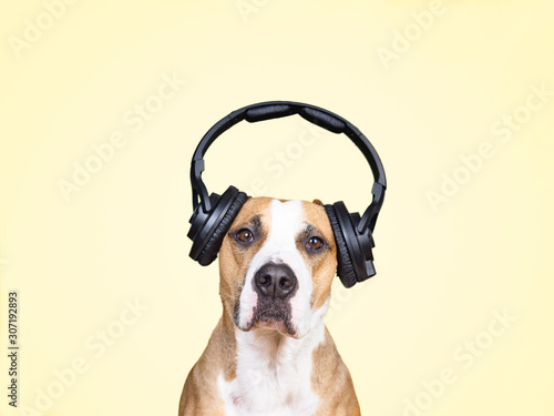 noise cancelling headphones dogs