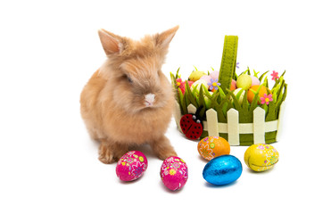 Wall Mural - Easter bunny isolated