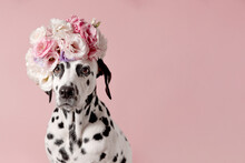Cute Dalmatian Dog With Wreath On Pink Background. Dog Portrait With Floral Crown. I Love You. Happy Valentines Day Concept. Dog Looks At Right, Copy Space