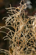 Frozen dry blooming Sally at sunny autumn morning.