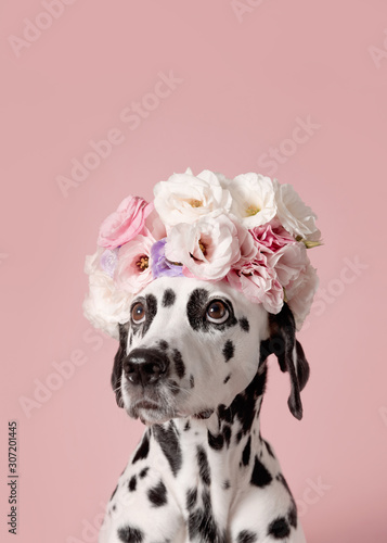 Adorable dalmatian dog with wreath on pink background. Dog portrait with floral crown. I love you. Happy Valentines Day concept