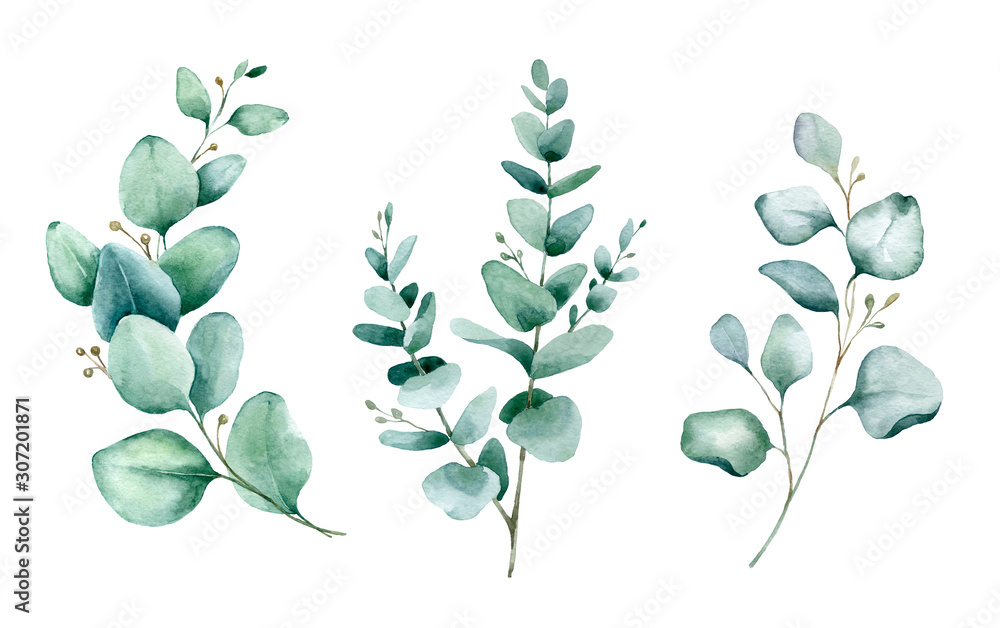 Watercolor hand painted botanical illustration. The branches and leaves of blue eucalyptus .Tropical elements isolated on white background for design in greenery .style. - obrazy, fototapety, plakaty 